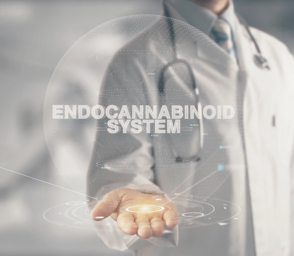 The Endocannabinoid System: A Key Player in Maintaining Balance - Revive Biotech