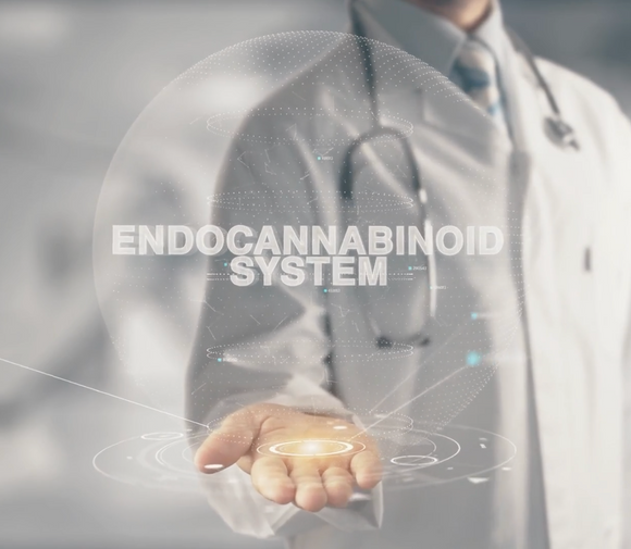 The Endocannabinoid System: A Key Player in Maintaining Balance